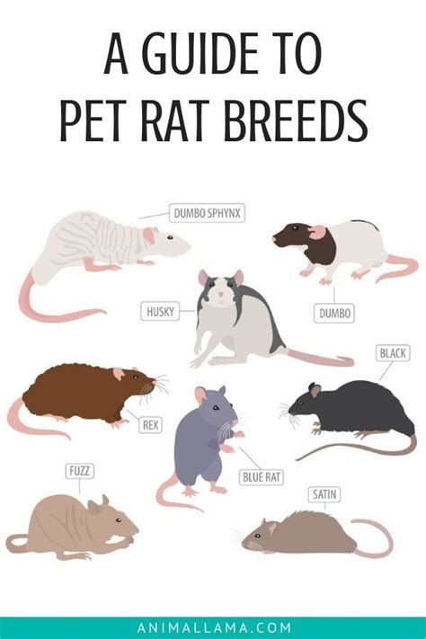 Pet Rat Breed & Varieties: Types of Pet Rats (Pictures) | Pet rats ...