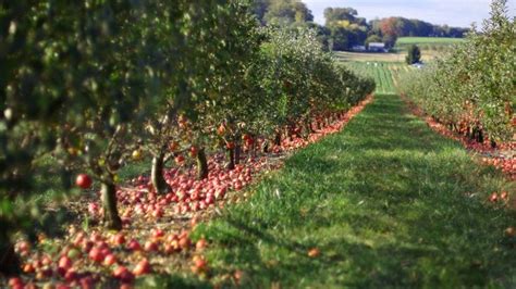 orchard fruit harvest - Google Search | Apple farm, Apple orchard, Orchard