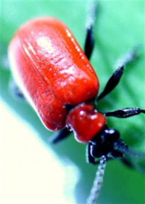 Homemade Red Lily Beetles Deterrent ~ The Woodland Elf