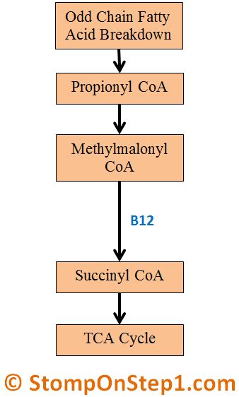 Folate & B12 Deficiency, Megaloblastic Anemia | Stomp On Step1