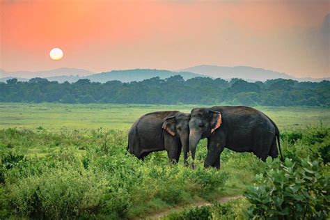 Udawalawe National Park Safari from Hikkaduwa 2024