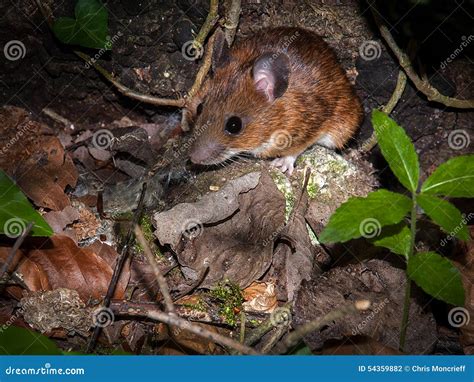 Bank Vole stock photo. Image of britain, nature, kent - 54359882