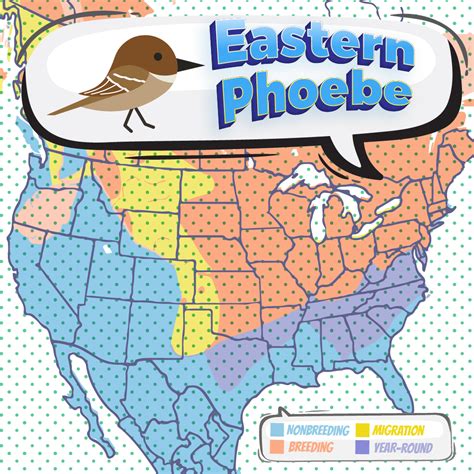 Eastern Phoebe - Bird Watching Academy