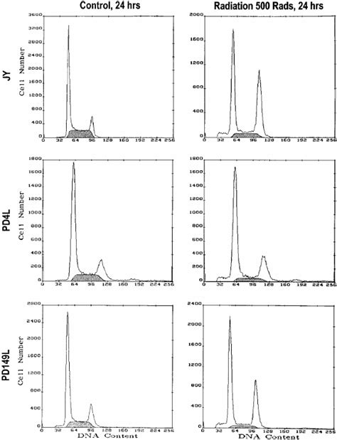 Irradiation induces identical cell cycle responses in normal and... | Download Scientific Diagram