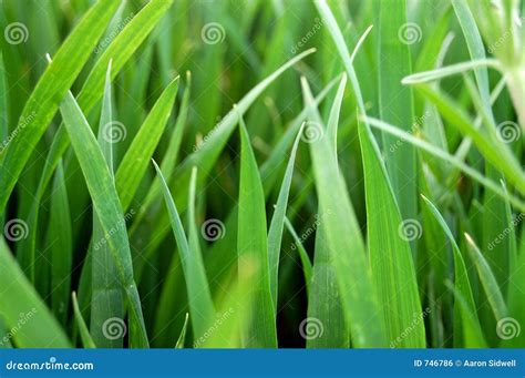 Grass Close Up Royalty Free Stock Image - Image: 746786