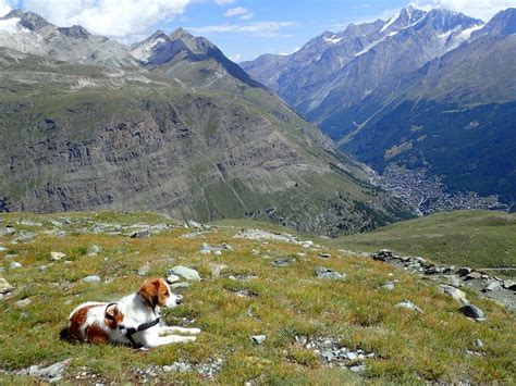 My #Kooikerhondje hiking the #Matterhorn Glacier Trail above #Zermatt # ...