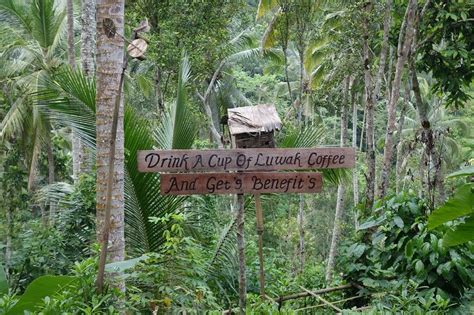 Kopi Luwak Tasting at Alas Harum Agro Tourism | Bali honeymoon, Tourism, Kopi