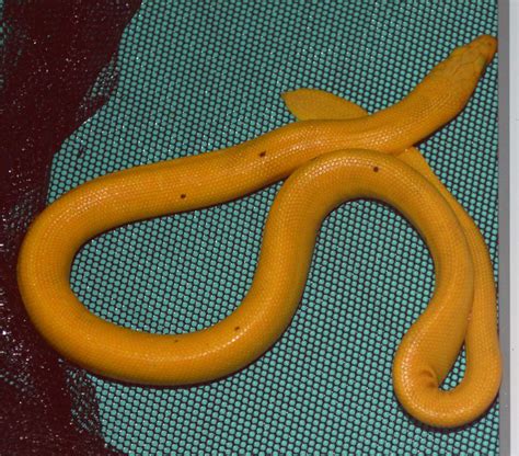 Marine Biologists Discover New Subspecies of Yellow-Bellied Sea Snake | Sci.News