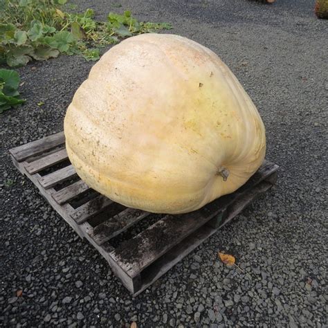 Giant Pumpkin Seed - Etsy