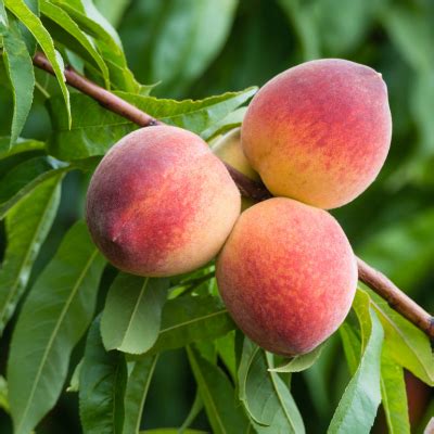 Big Red Peach Tree - Buy Online - Bob Wells Nursery