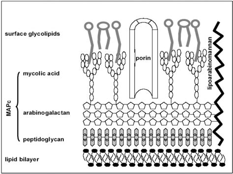 Structure of mycobacterium leprae