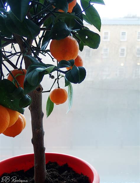 Red Lime Tree from Best4Garden - DB Reviews - UK Lifestyle Blog