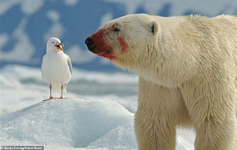 Hilarious Polar Bear Pokes His Tongue Out At A Laughing Seagull It is ...