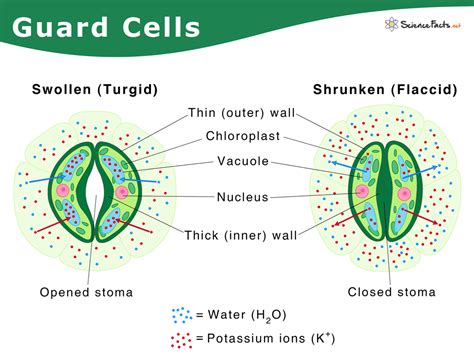 Guard Cells: Definition, Functions, & Diagram