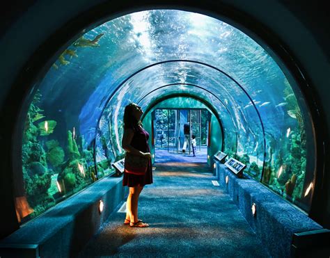 Aqua Tunnel | Any aquarium that has an underwater tunnel is … | Flickr