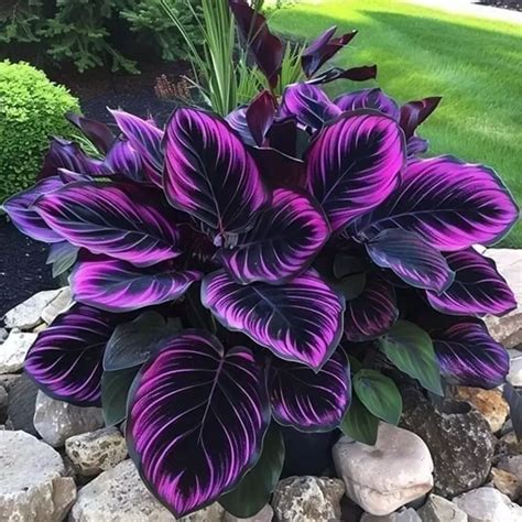 25+ Seeds Purple Tip Calathea Couture Flower Indoor or Outdoor Beautiful Plant | eBay en 2024 ...