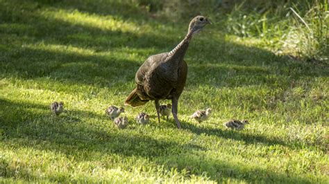 Talking Turkey: How the Bird Made a Comeback in North Carolina | College of Natural Resources News