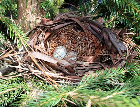 Northern Cardinal Nest and Eggs | Project Noah