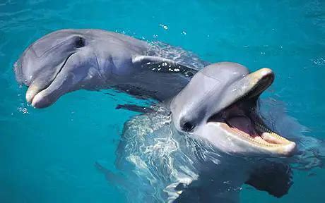 Common bottlenose dolphin – Tursiops truncates - Aquatic Mammals