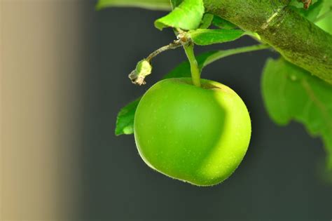 Download Green Apple in Tree Royalty Free Stock Photo and Image