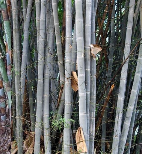 3 Varieties Tropical Bamboo Seeds Sampler – The Bamboo Seed