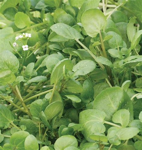 True Watercress Seeds – West Coast Seeds