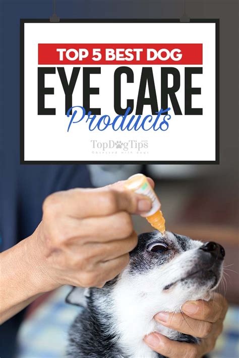 Top 5 Best Dog Eye Care Products in 2017