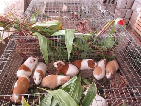 Guideline on Features For Guinea Pig Cages | Pets Nurturing