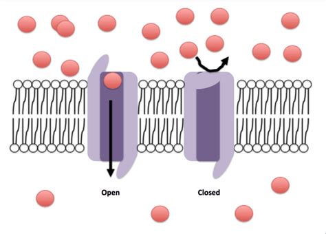 Difference Between Ionotropic And Metabotropic Receptors Glutamate