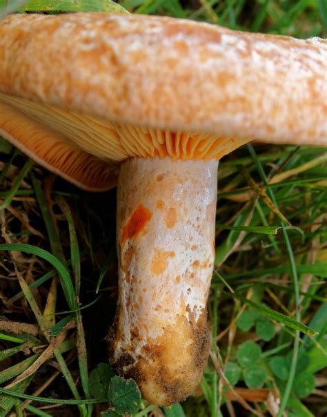 Lactarius deliciosus | Lukas Large | Flickr