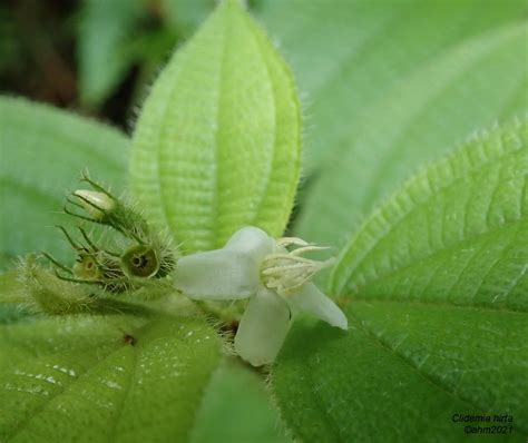 Clidemia hirta | Clidemia hirta - Flowers Soapbush / Soap Bu… | Flickr