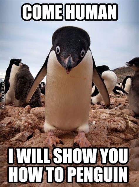 24 Meme, die beweisen, dass Pinguine die lustigsten Tiere der Erde sind - Small Joys