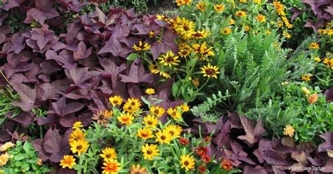 Best Rudbeckia Companion Plants To - araguacuzuimaco