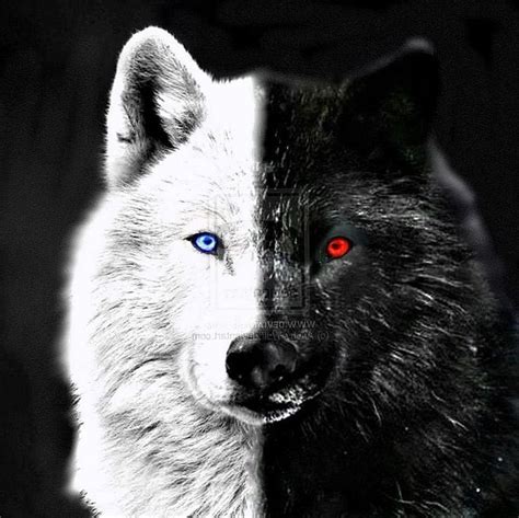 Red Wolf Eyes Wallpapers - Wolf-Wallpapers.pro