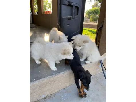 2.5 months old Pomsky puppies for sale in Bakersfield - Puppies for ...