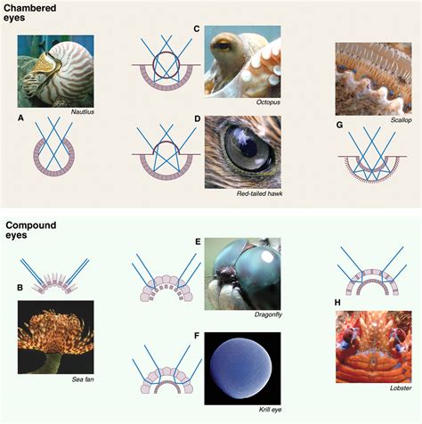 Casting a Genetic Light on the Evolution of Eyes | Science