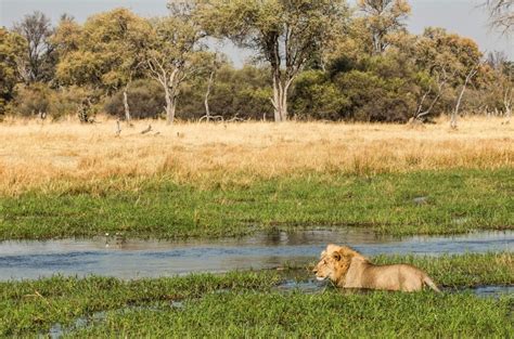 The Okavango Delta: An Eden of Extraordinary Wildlife - Micato Safaris