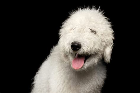 Komondor Dog Breed: Characteristics, Care & Photos | BeChewy