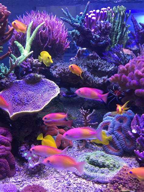 Home Aquarium Ideas: The Aquarium Buyers Guide Akvarijum Studio ReefrooM Coral Reef Aquarium ...