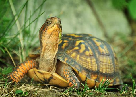 Terrapene Carolina Eastern Box Turtle Photograph by Rebecca Sherman