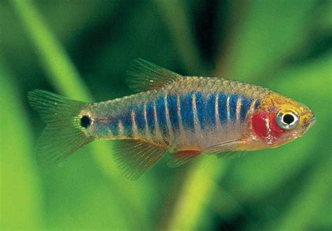 Breeding Microrasbora sp. "Galaxy" - Fish Care