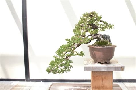 Cascading Style | Bonsai Trees | Beautiful Bonsais