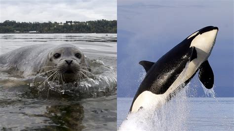 Could killing seals and sea lions help save whales? - YouTube