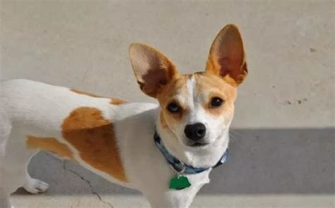 All About Jack Russell Chihuahua Mix (Jack Chi) – Behavior, Training, Puppy, Price, Health, Facts