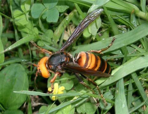 Asian Giant Hornet - Pictures, Diet, Breeding, Life Cycle, Facts ...