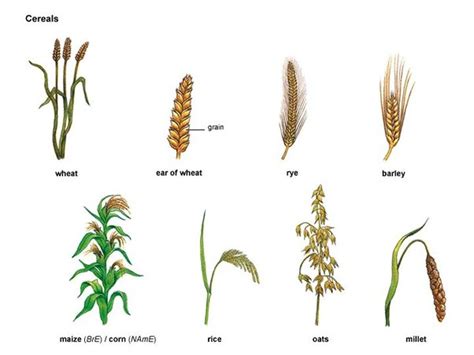 What are examples of cereal crops? [2022] | QAQooking.wiki