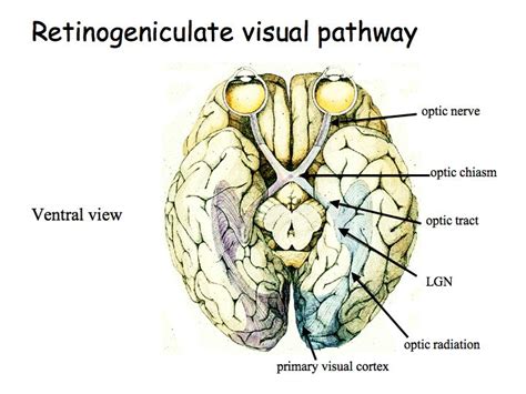 Optic Chiasm Mri Anatomy