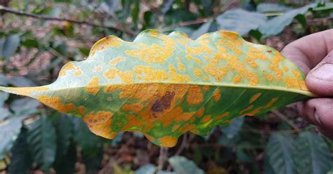 World Coffee Research | Coffee leaf rust resistant coffee variety…