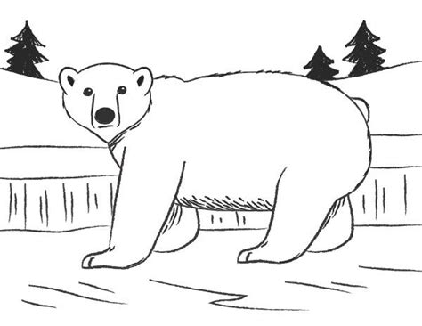 How to Draw a Polar Bear | LoveToKnow