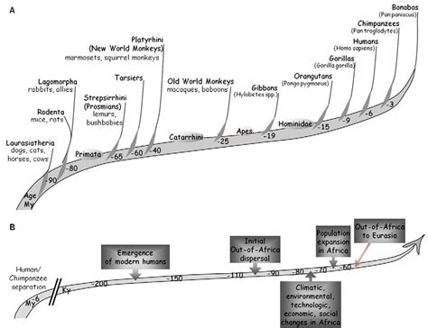 Schematic evolutionary tree and modern human evolution events. (A ...